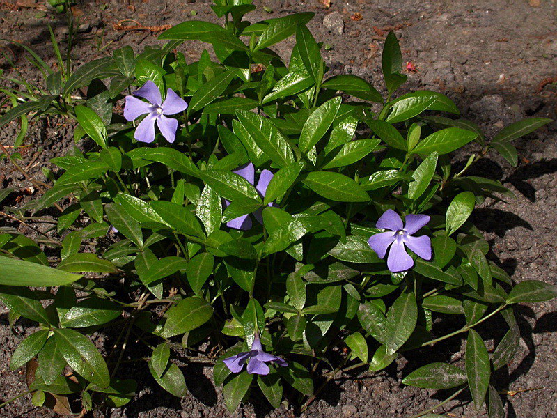 Image of Vinca minor specimen.