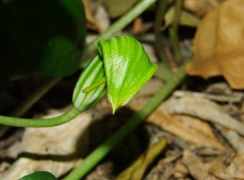 Изображение особи Arisarum vulgare.