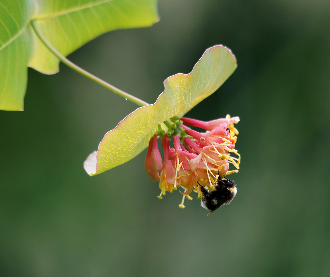 Изображение особи Lonicera caprifolium.