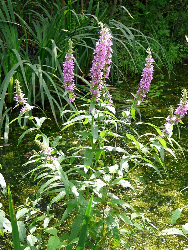 Image of Lythrum salicaria specimen.