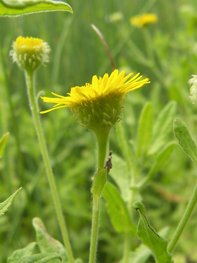 Image of Pulicaria dysenterica specimen.