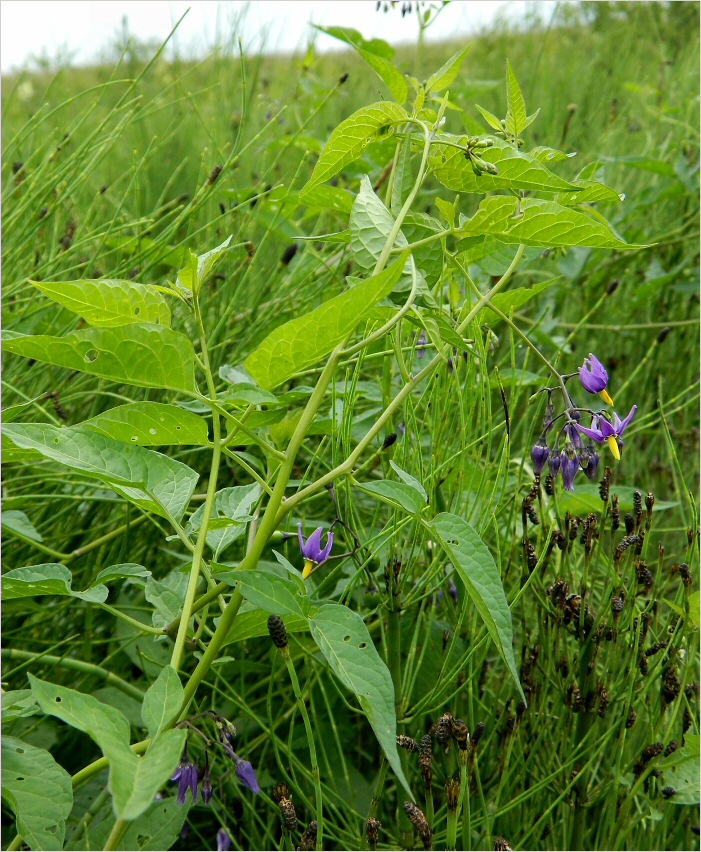 Image of Solanum dulcamara specimen.