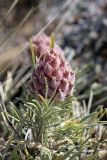 Astragalus inaequalifolius