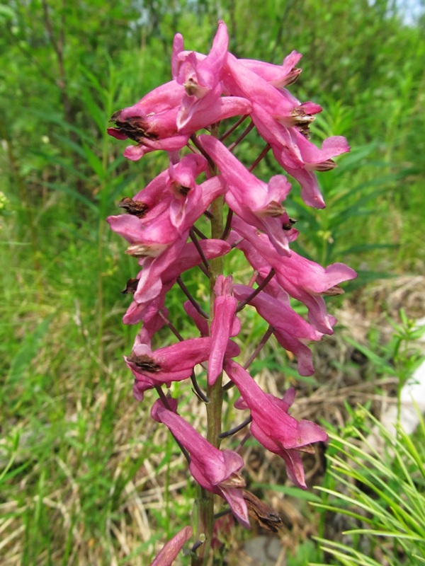 Изображение особи Corydalis paeoniifolia.