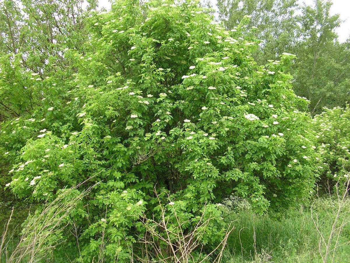 Изображение особи Sambucus nigra.