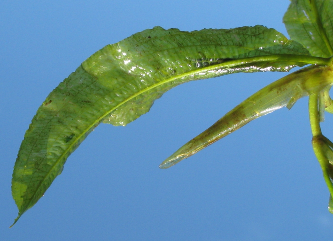 Image of Potamogeton lucens specimen.