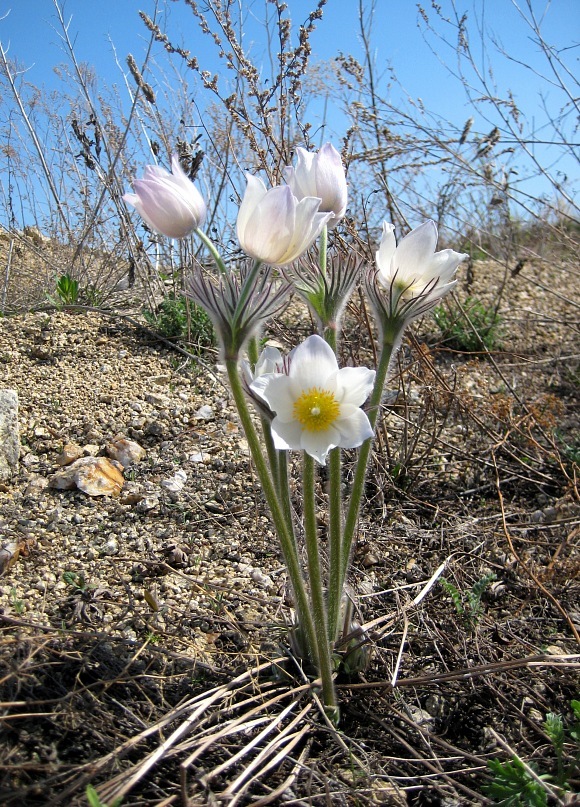 Изображение особи род Pulsatilla.