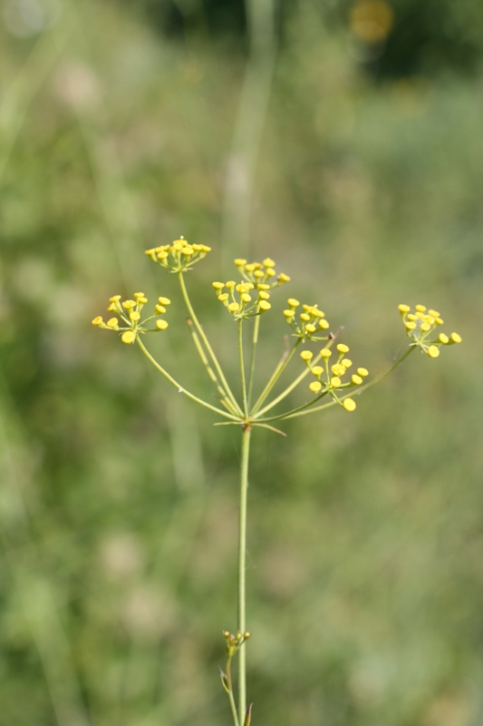 Image of Bupleurum woronowii specimen.