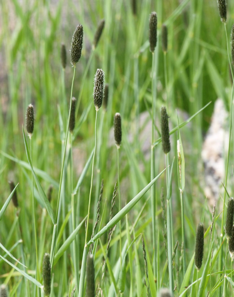 Image of Alopecurus arundinaceus specimen.