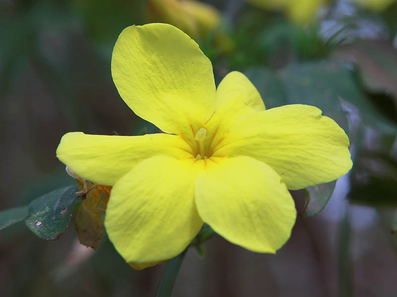 Image of Jasminum mesnyi specimen.