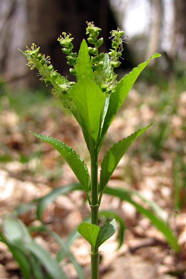 Image of Mercurialis taurica specimen.