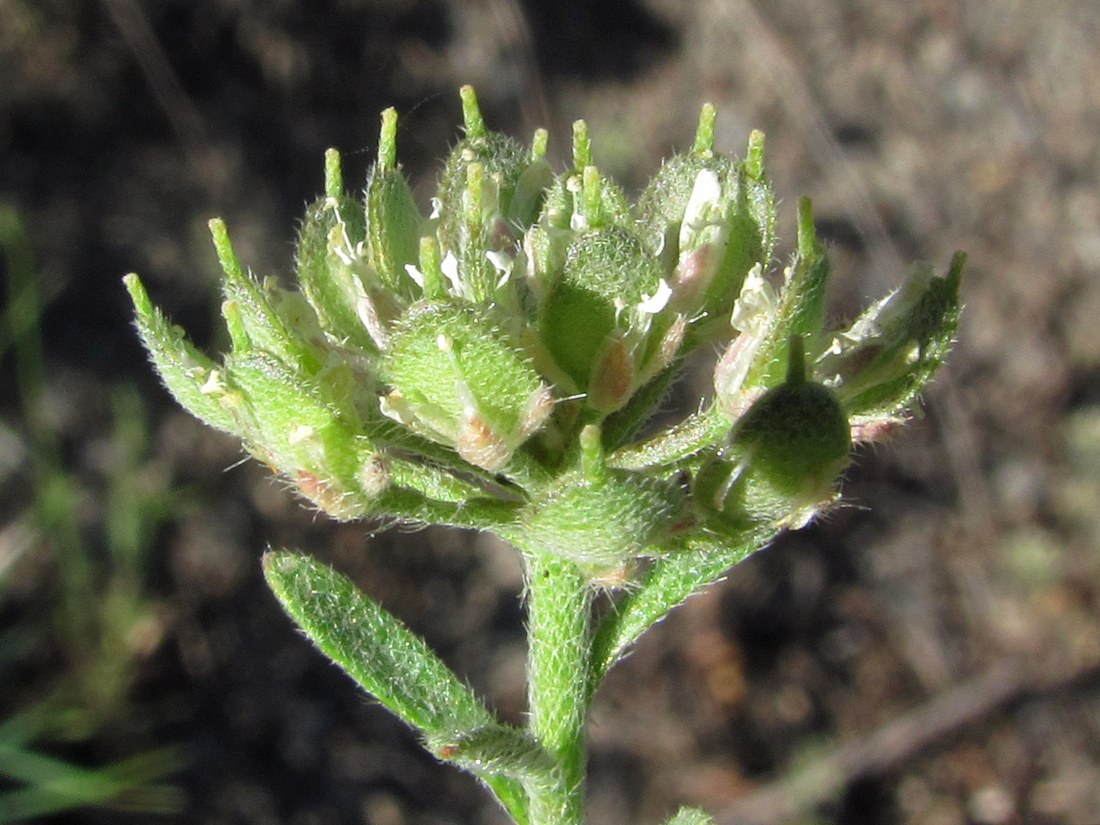 Image of Alyssum umbellatum specimen.