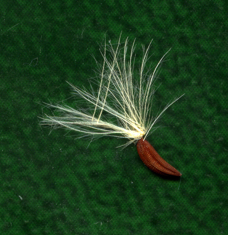 Image of Picris hieracioides specimen.
