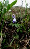 Anemone caucasica