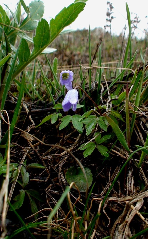 Изображение особи Anemone caucasica.