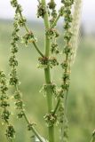 Rumex tianschanicus