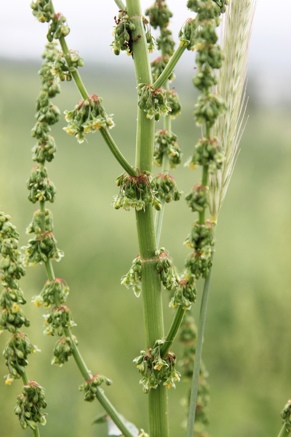 Изображение особи Rumex tianschanicus.