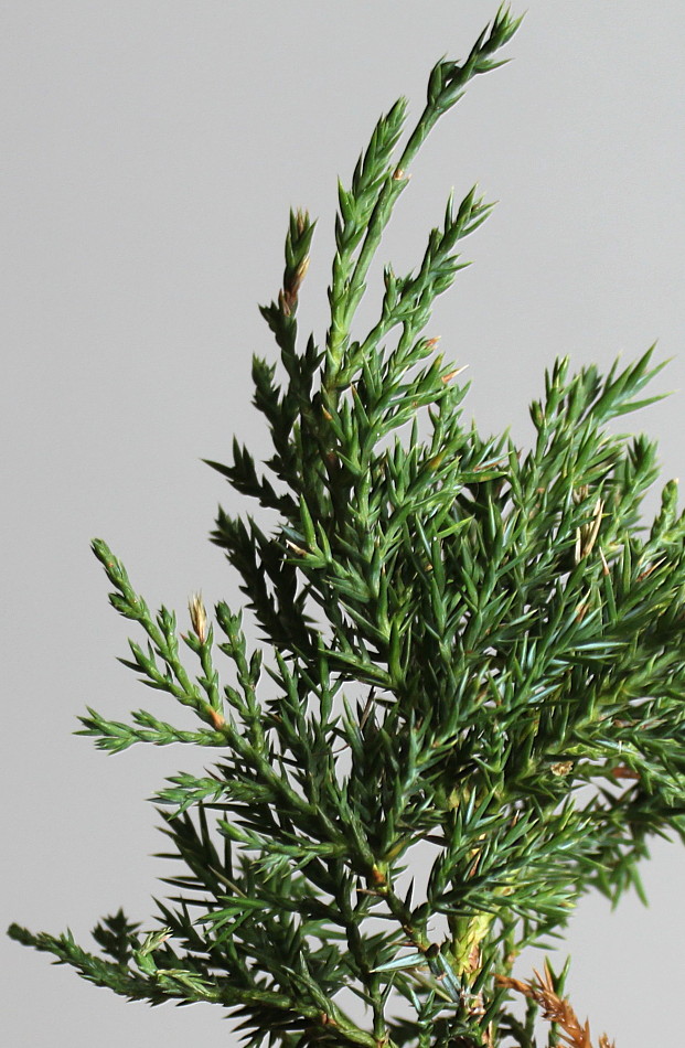 Изображение особи Juniperus &times; pfitzeriana.