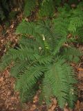 Polystichum setiferum. Растение в широколиственном лавровом лесу. Испания, Канарские острова, о. Тенерифе, горный массив Анага. 08.03.2008.