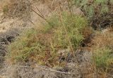 Alhagi maurorum. Вегетирующее растение. Израиль, Иудейская пустыня, середина восточного склона горы над Эйн Бокек. 30.04.2012.