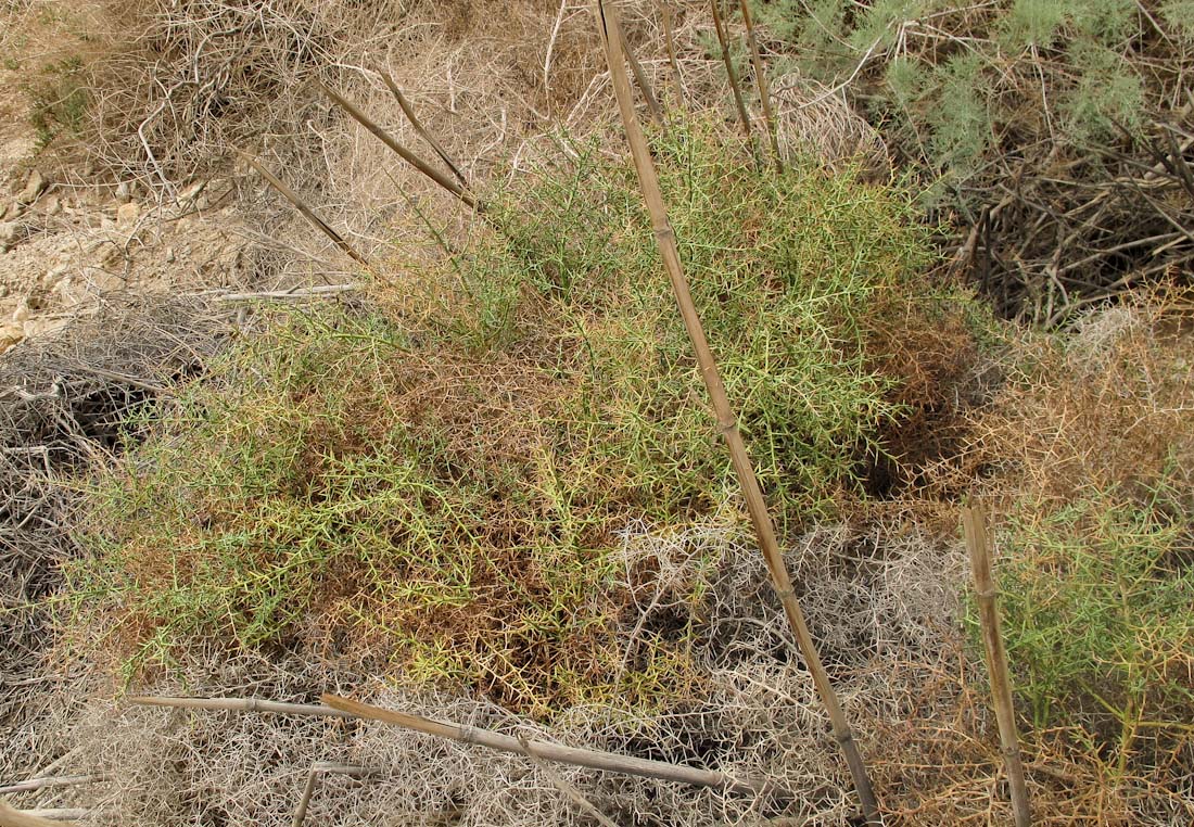Image of Alhagi maurorum specimen.