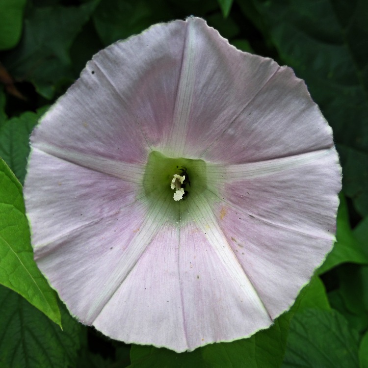 Изображение особи Calystegia spectabilis.