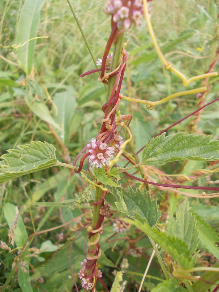 Image of Cuscuta europaea specimen.