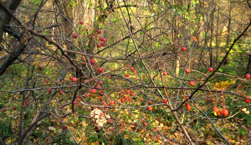 Image of Malus sargentii specimen.