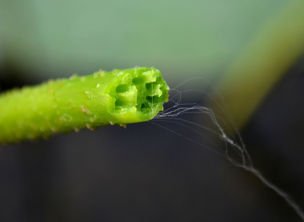 Image of Nelumbo caspica specimen.