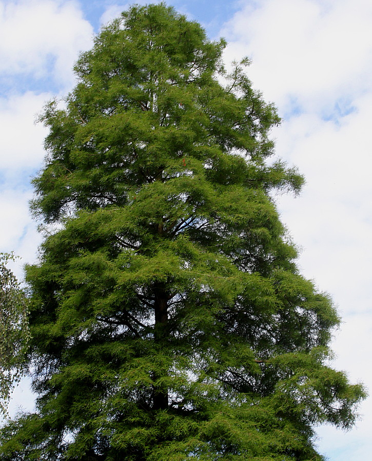 Image of Taxodium distichum specimen.