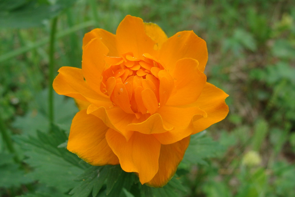 Изображение особи Trollius asiaticus.