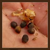 Calystegia sepium. Семена (плод). Чувашия, окр. г. Шумерля, пойма Красной речки. 16 апреля 2009 г.
