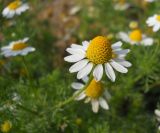 Matricaria recutita. Соцветие-корзинка. Крым, Байдарская долина, окр. пос. Орлиное. 1 сентября 2012 г.