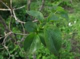 Syringa vulgaris. Листья. Владивосток, Ботанический сад-институт ДВО РАН. 13 октября 2012 г.