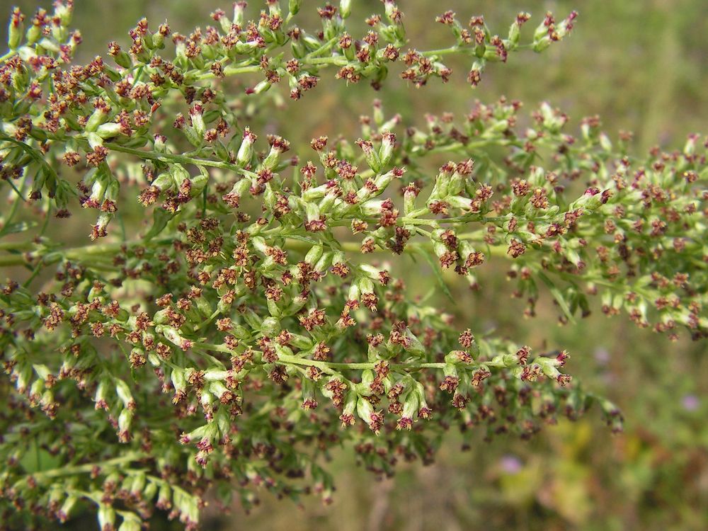 Изображение особи Artemisia opulenta.
