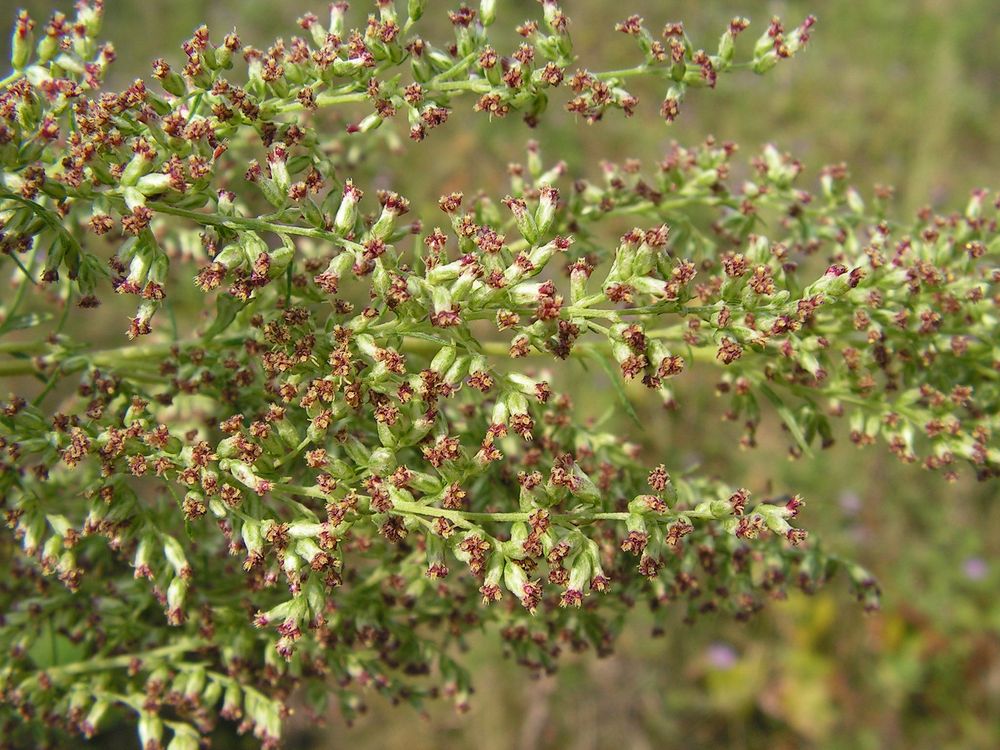 Image of Artemisia opulenta specimen.