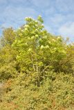 Fraxinus ornus