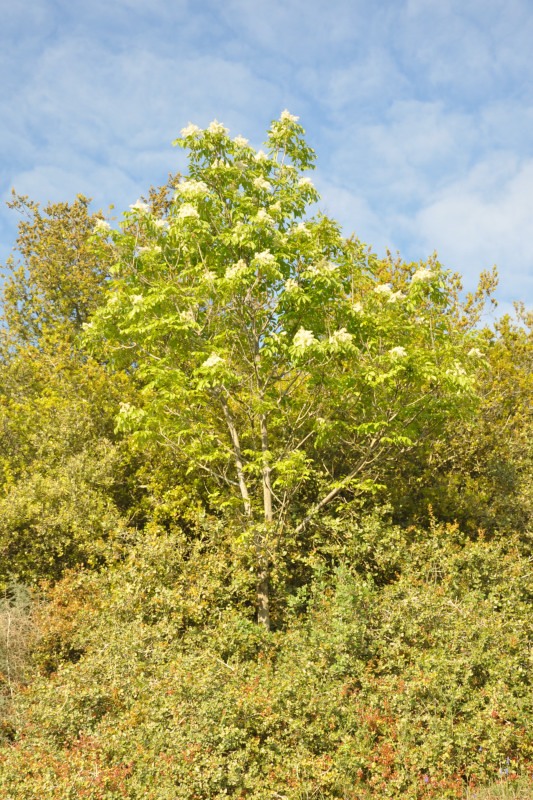 Изображение особи Fraxinus ornus.