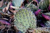 Opuntia tortispina