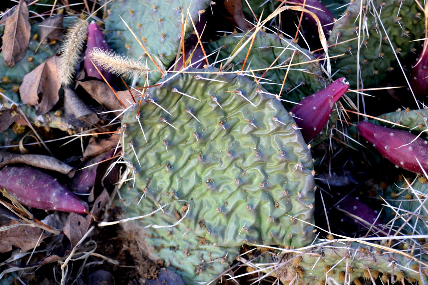 Изображение особи Opuntia tortispina.