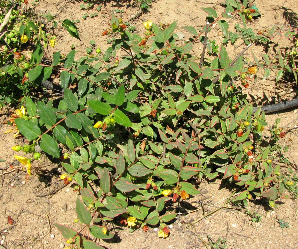 Image of genus Hypericum specimen.