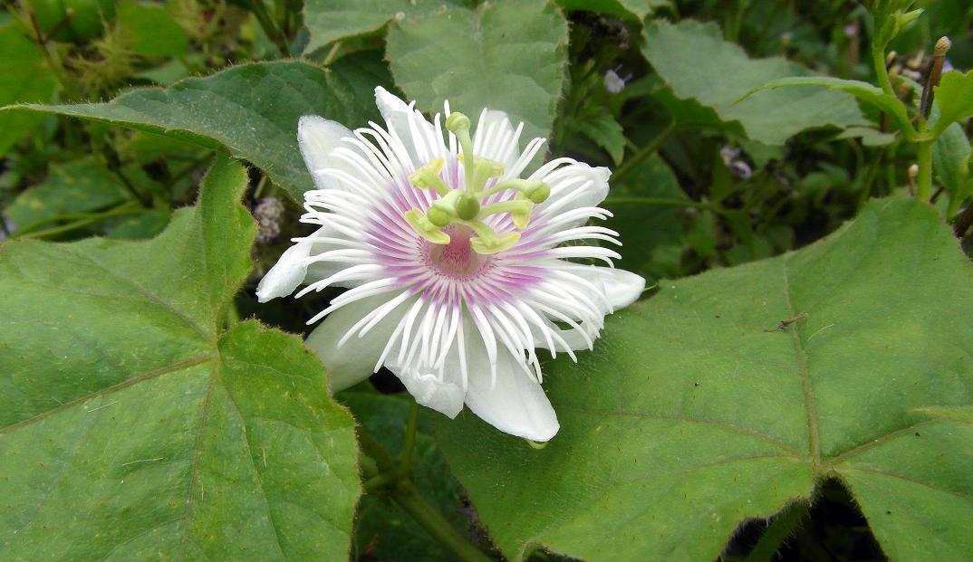 Image of Passiflora foetida specimen.