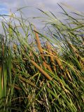 Typha angustifolia