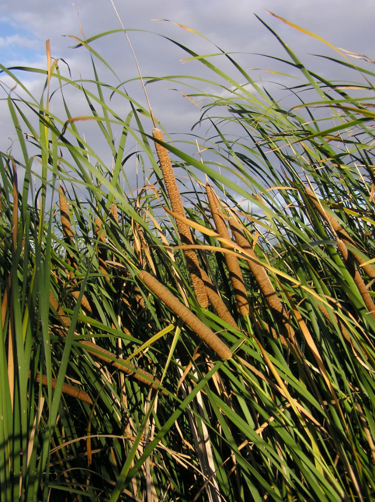 Изображение особи Typha angustifolia.