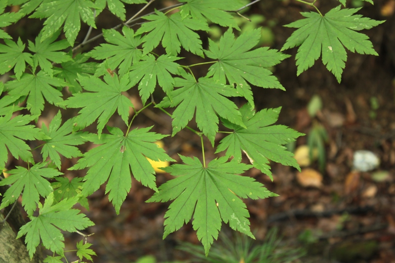 Image of Acer pseudosieboldianum specimen.