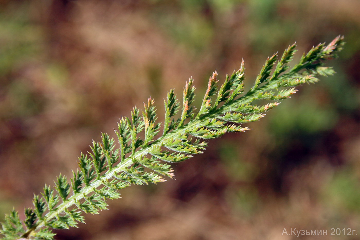 Изображение особи Achillea millefolium.