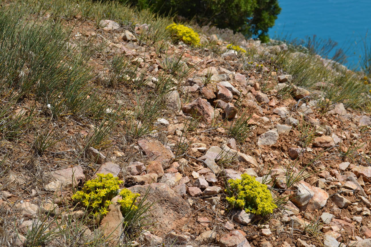Image of Sedum acre specimen.