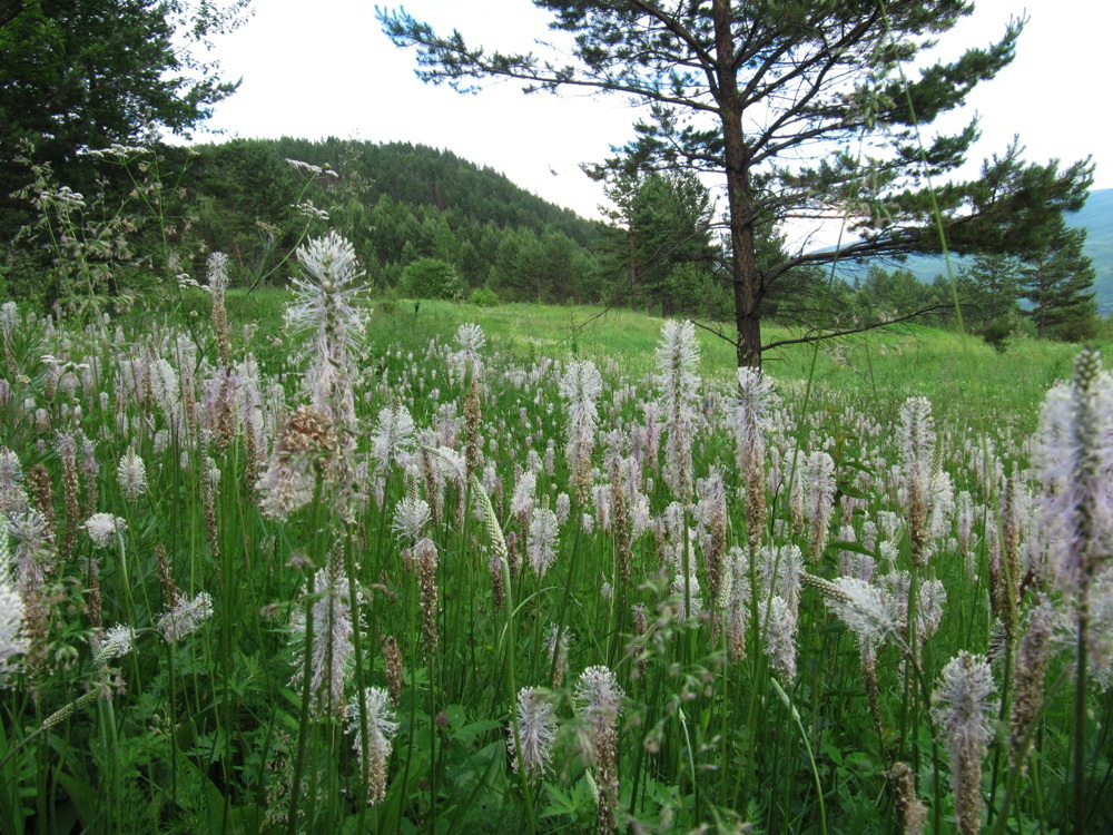 Изображение особи Plantago media.