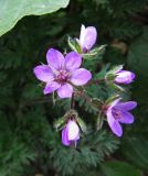 Erodium cicutarium. Соцветие. Иркутская обл., о. Ольхон, пос. Хужир, огород, картофельные грядки. 24.07.2012.