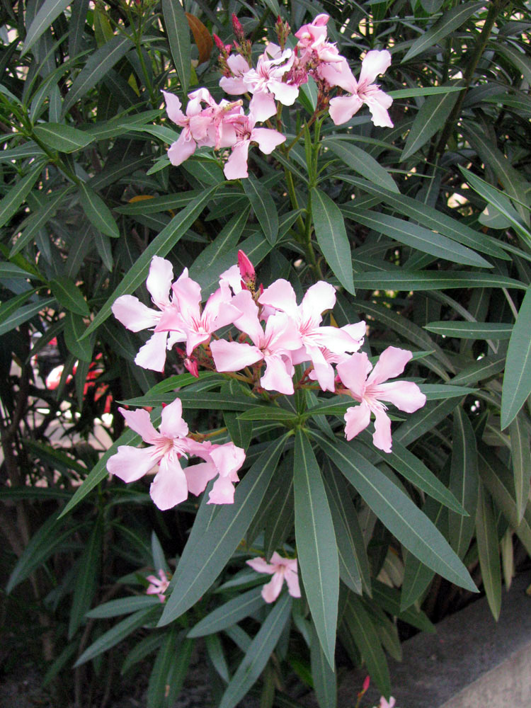 Image of Nerium oleander specimen.